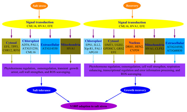 Schematic representation of the responses to salt stress and recovery in Tritipyrum ‘Y1805’.