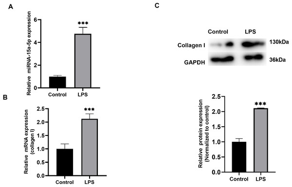 The expression level of miR-15a-5p in the LPS-stimulated H9C2 fibrosis cell model.