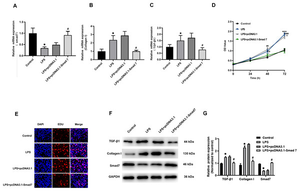 Fibrosis was regulated by Smad7.