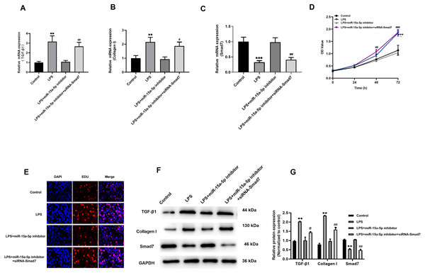 TGF-β1/collagen I may be the downstream signaling pathway of miR-15a-5p/Smad7.