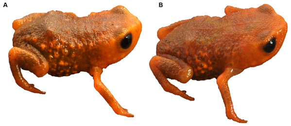Brachycephalus tridactylus. from Morro do Bisel (A), Cajati, São Paulo (MHNCI 11637) compared with one individual from its type locality (Reserva Natural Salto Morato (B), Guaraqueçaba, Paraná (CFBH 43887)).