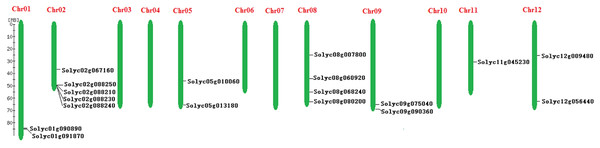 Chromosomal locations of the SPX-domain-containing proteins family genes in the Solanum lycopersicum.