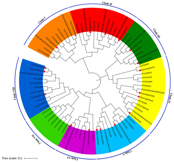 Phylogenetic analysis of the SPX-domain-containing protein genes in Arabidopsis thaliana (At), Solanum tuberosum (PGSC), Capsicum annuum (PHT and LOC) and Solanum lycopersicum (Solyc).