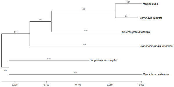 Evolutionary relationship of concatenated sequences of 12 common genes from six algae species.