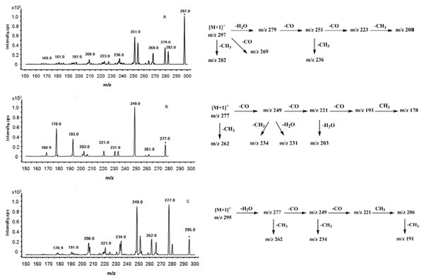 Positive ion ESI-MS/MS spectra and the proposed MS fragmentation pathways of peaks 1 (A), 2 (B) and 3 (C).