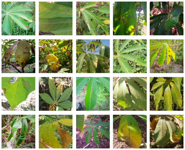 Examples of health and unhealthy cassava leaves.