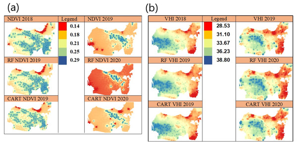 Spatial prediction using IDW in 2019–2020 of NDVI vegetation index (A) and spatial prediction of VHI vegetation index (B).