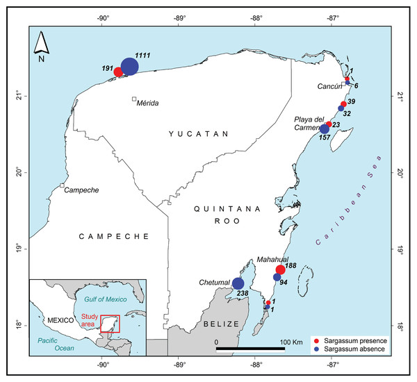 Sargassum distribution map.