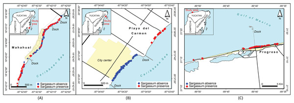 Sargassum distribution map along the beaches of three cities.