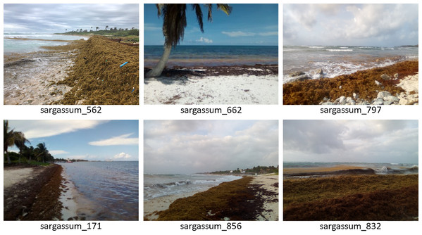Sample photos of the dataset, (located in the “train/sargassum” folder). The dataset are available for download in the link: https://doi.org/10.6084/m9.figshare.13256174.v5.