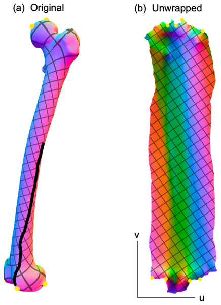 Example 3D surface unwrapping.