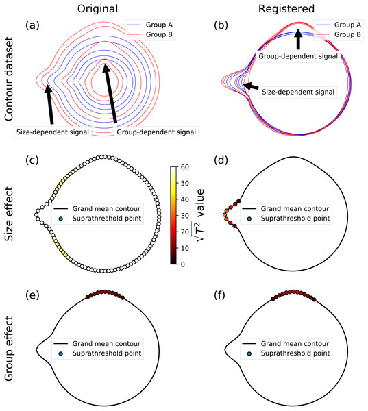 Example MANCOVA using synthetic data; for simplicity, data were generated to have (i) a relatively large signal:noise ratio, and (ii) close-to-perfect correspondence, by sampling at 101 equally spaced angular distances around the contour.