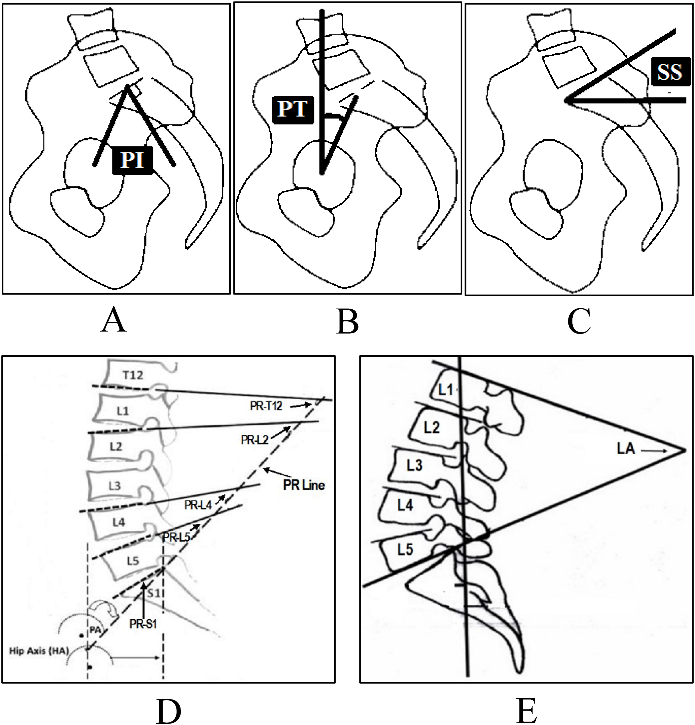 La columna vertebral – Revista Kiné