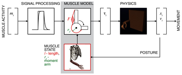 General concept of motor intent decoding from muscle activity.