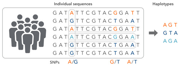 The haplotype of SNPs for individuals.