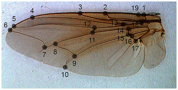 The position of landmarks (gray circles) on a sample wing image.