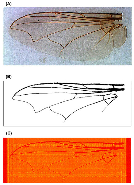 An example of fly wing image data taken from C. nigripes.