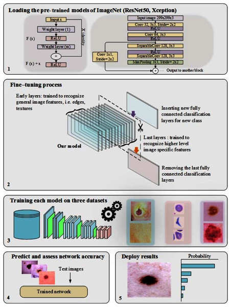 The workflow of the pre-trained models, including the fine-tuning process.