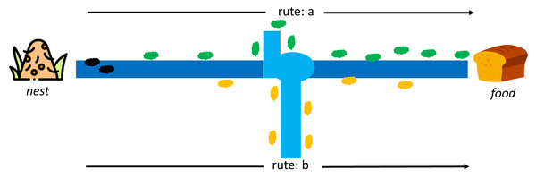 Rute-a as the shortest path from a nest to food source by ant colony (Dorigo, Maniezzo & Colorni, 1996).