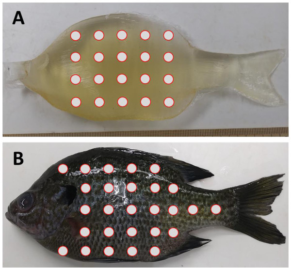 Location of durometer measurements on Gelfish versus bluegill sunfish.