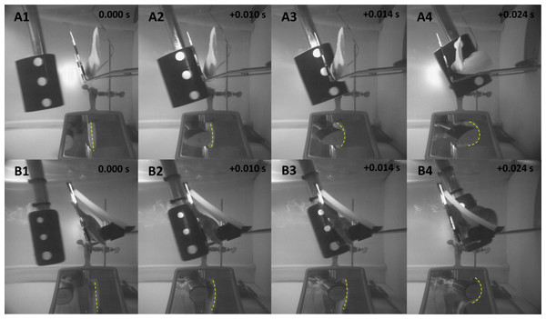 Highspeed images before, immediately prior to, during, and after contact with the simulated hydropower turbine blade.