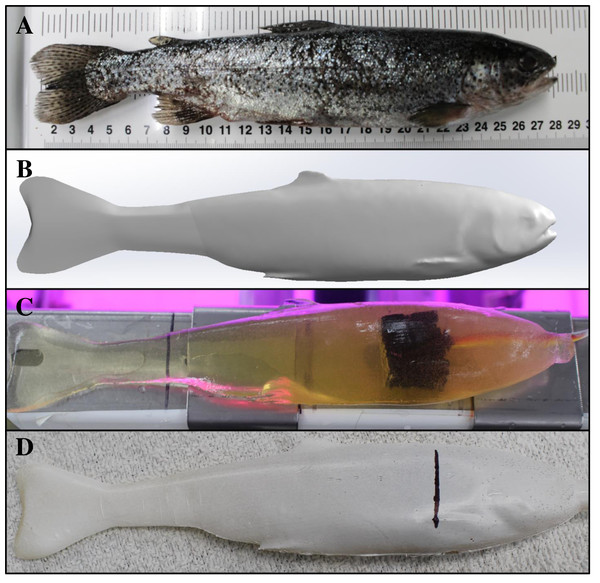 Production of a Gelfish model including the scanned fish, SolidWorks surface model, unfinished model without surrogate skin, and completed rainbow trout model with skin.