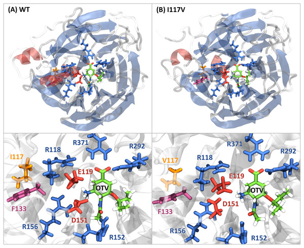 Snapshot images of the neuraminidase-oseltamivir complexes.
