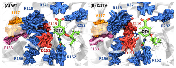 Superimposed snapshot images for the neuraminidase-oseltamivir complexes.