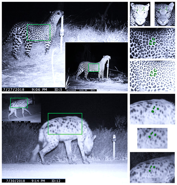 Individual identification of spotted hyenas and leopards from camera traps.