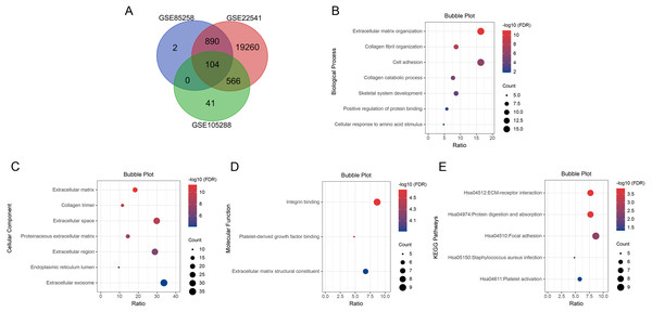 Venn diagram, GO enrichment analysis and KEGG pathway analysis (FDR < 0.05).