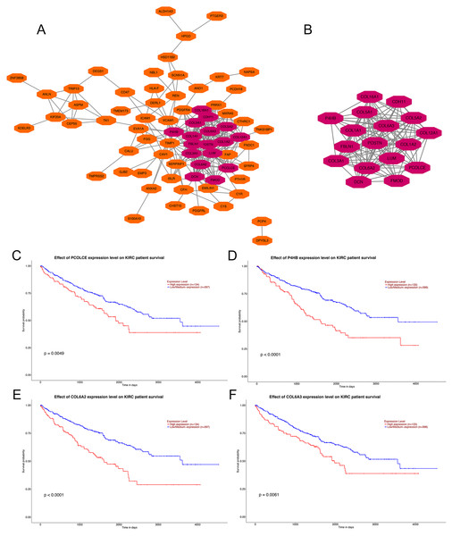 PPI network of DEGs, hub genes selection, and survival analysis of four key genes.