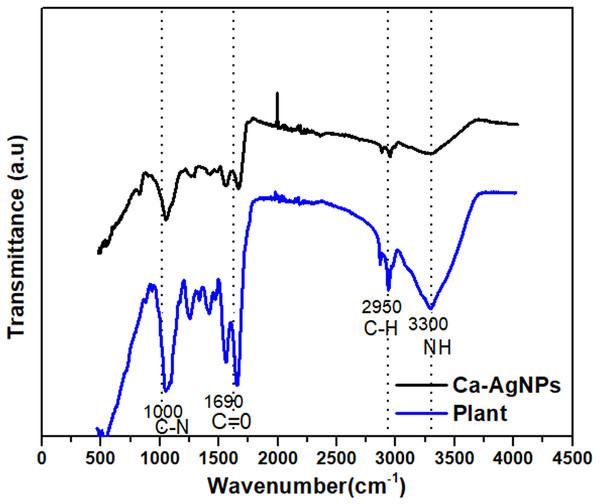 FTIR spectra of (A) Caralluma tuberculata plant extract and (B) Ca-AgNPs.