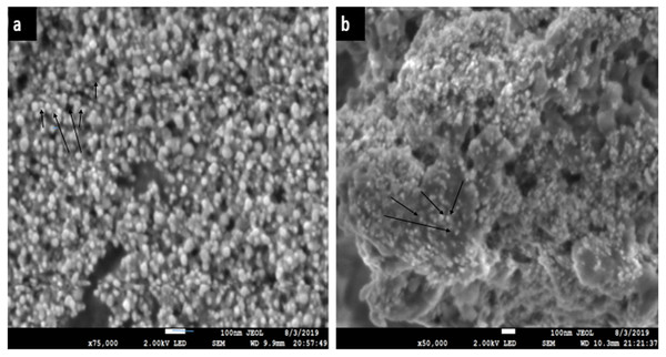 SEM images (A) of Ca-AgNPs, (B) PEGMA-AgNPs showing distribution of spherical NPs on mesh like polymer chains.