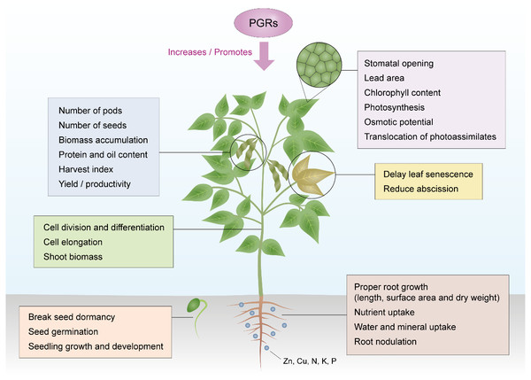 Action of PGRs in regulating growth and development of the soybean plant.