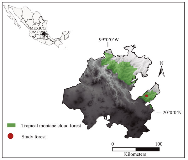 Geographical location of the San Bartolo Tropical Montane Cloud Forest of the Sierra Madre Oriental in eastern Mexico, where we analyzed the distribution and characteristics of Central American brocket deer resting sites from 2017 to 2019.
