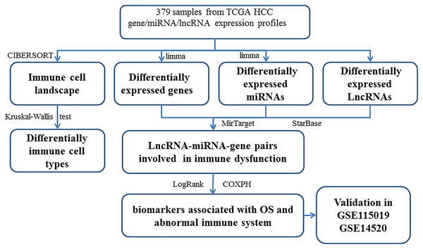 The workflow of integrative analysis of ceRNA network regulated immune system in HCC.