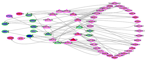 The differentially expressed ceRNA network associated with OS.