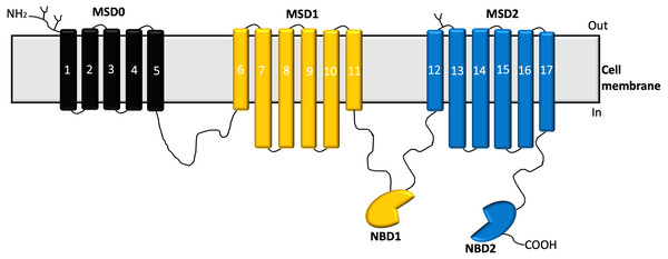 Structure of MRP1 transporter.