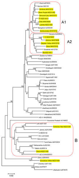 Phylogenetic analysis of the chrysanthemum virus B coat protein gene.