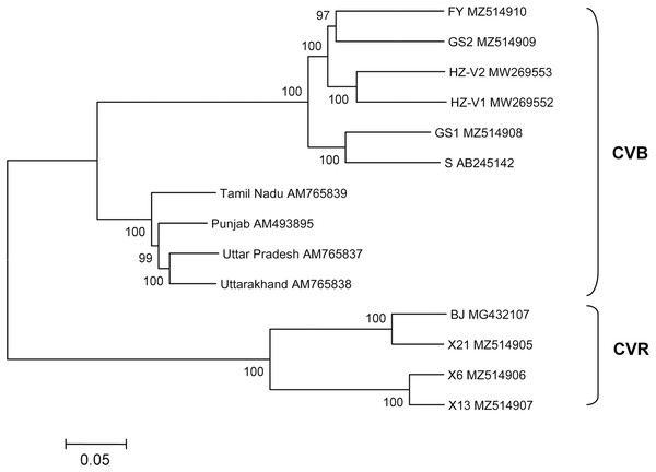 Phylogenetic analysis of complete genomes of chrysanthemum virus B (CVB) and chrysanthemum virus R (CVR).