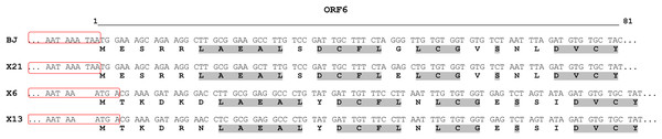 Alignment of N-terminal part of the ORF6-encoded cysteine-rich protein of chrysanthemum virus R isolates.