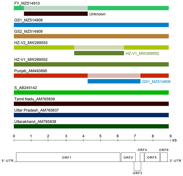 Analysis of recombination events in the alignment of ten full-length genomes of chrysanthemum virus B (CVB) isolates by the Recombinant Detection Program (RDP) v.4.46 (Martin et al., 2015).
