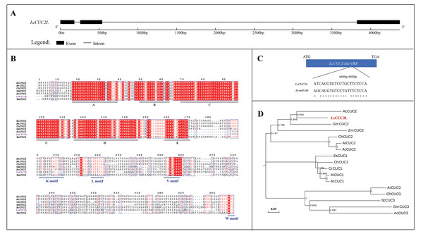 Sequence analysis of LcCUC2L.