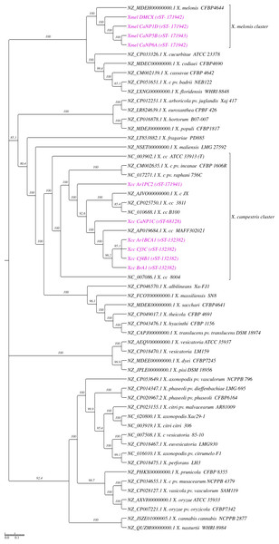 Phylogenetic reconstruction of whole genome SNPs of native Xanthomonas strains and reference genomes (cladogram).
