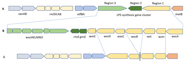 Schematic representation of the LPS biosynthesis gene cluster present in Xcc (B) and Xmel (C) genomes ordered against the Xcc B100 reference sequence (A).