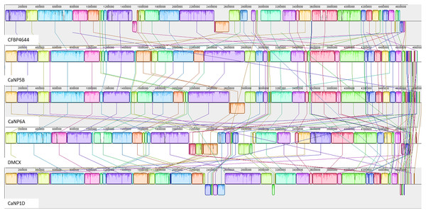 Progressive Mauve alignment of Xmel genomes of native isolates ordered against the reference Xmel CFBP4644.
