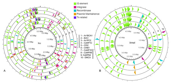 Location and organization of mobile element loci in native Xcc (A) and Xmel (B) genomes.