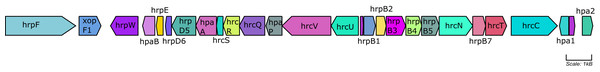 hrp gene cluster map of native Xcc strains.