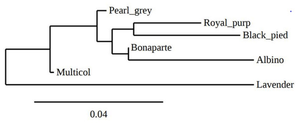 Phylogenetic tree representing Nei’ s genetic distance (Nei, 1978) between the seven phenotypes of indigenous guinea fowl in Togo.