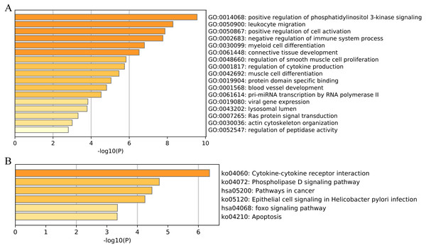 Functional enrichment of 33 unique EMT-related genes using the Metascape database.